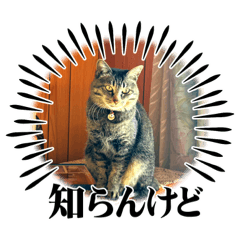 [LINEスタンプ] 我が家の3匹スタンプの画像（メイン）