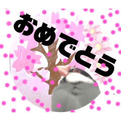 [LINEスタンプ] 桜文鳥わすけ めでたいわす