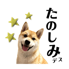 [LINEスタンプ] 柴犬みかんのスタンプ4