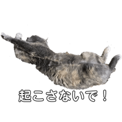 [LINEスタンプ] 黒猫とシルバー猫の戯れ