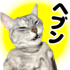 [LINEスタンプ] キュートすぎる猫の実写