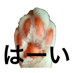 [LINEスタンプ] 愛しいさくにゃん