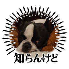[LINEスタンプ] だだのぷりぷりらいふ2