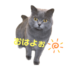 [LINEスタンプ] まるちゃんの日常会話②