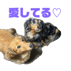 [LINEスタンプ] 愛犬マロココのスタンプ