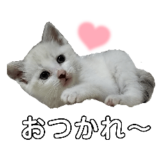 [LINEスタンプ] 日常 猫