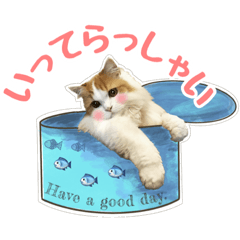 [LINEスタンプ] 【家族連絡】おすましショコラちゃん