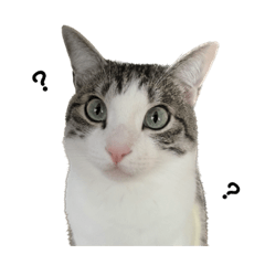 [LINEスタンプ] 猫のぐりぐら 第三弾