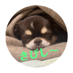 [LINEスタンプ] 犬三昧Ver25