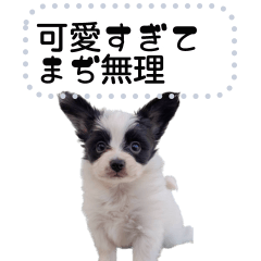 [LINEスタンプ] わが家のほくと