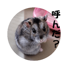 [LINEスタンプ] しろくまカフェの、ハムスター