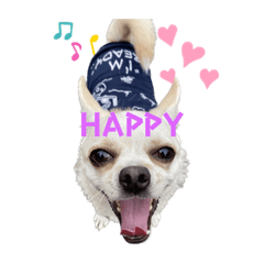 [LINEスタンプ] ジジとカイとソラの日常