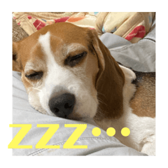 [LINEスタンプ] チャッピー15