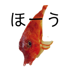 [LINEスタンプ] 魚三昧 Ver17