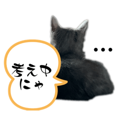 [LINEスタンプ] Y家の猫たち