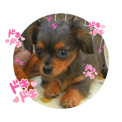 [LINEスタンプ] チワックスのミートくん2023③