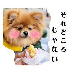 [LINEスタンプ] 「ぽ」_ポメラニアンのぽむ__
