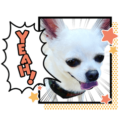 [LINEスタンプ] カイ、ソラの日常