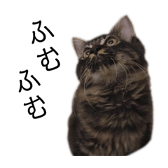 [LINEスタンプ] 甘え上手なアザラシ猫ぼんちゃんスタンプ