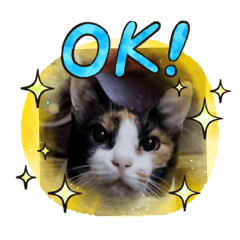 [LINEスタンプ] ゴルゴ13猫のももちゃん(日常会話編)