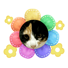 [LINEスタンプ] 16/CAT/保護猫/子猫写真スタンプ