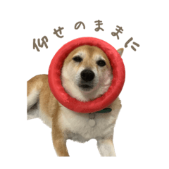 [LINEスタンプ] 柴犬ぱふ