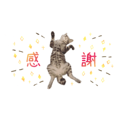 [LINEスタンプ] 猫と犬の実写ふきだしスタンプ