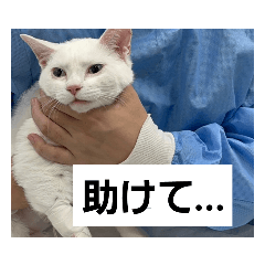 [LINEスタンプ] 猫ども。。の画像（メイン）