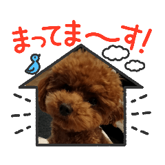 [LINEスタンプ] わんぱくトイプーぽぽ君 #3