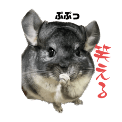 [LINEスタンプ] チンチラスタンダードスタンプ