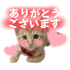 [LINEスタンプ] まつおかこむぎ︎︎ です
