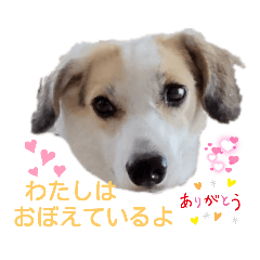 [LINEスタンプ] レーベンっ子のおしゃべり5