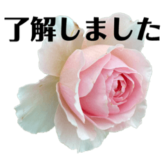 [LINEスタンプ] 薔薇と朝顔のメッセージの画像（メイン）