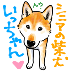 [LINEスタンプ] シニアの柴犬 いっちゃん(伊佐蔵)