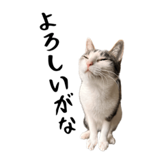 [LINEスタンプ] ネコロノミコンの画像（メイン）