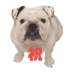 [LINEスタンプ] super dog.1