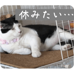 [LINEスタンプ] ゆとり社会ˆ •͈ ·̫ •͈ ˆฅ