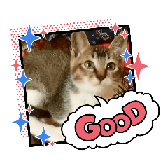 [LINEスタンプ] すぐる＆ハルのひと時2