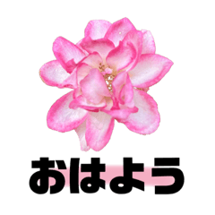 [LINEスタンプ] デカ文字スタンプ 【グッドハートお花編2】