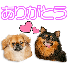 [LINEスタンプ] 千代田家の夢羽＆小麦ちゃん