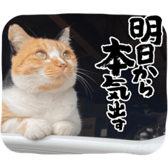 [LINEスタンプ] 杉国看板猫みーちゃんとクロ