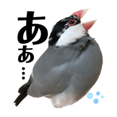 [LINEスタンプ] 桜文鳥わすけ わすけに相談