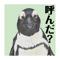 [LINEスタンプ] 神在月のペンギンスタンプ16