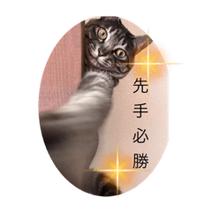 [LINEスタンプ] イケメン猫とぽかぽか犬2