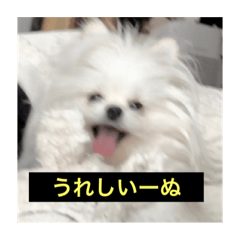 [LINEスタンプ] 字幕犬 やや使いやすいver(かわいーぬ)