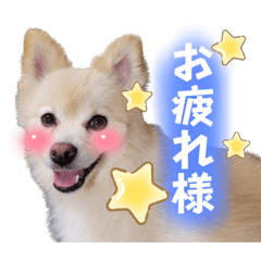 [LINEスタンプ] 梶原家の銀ちゃん
