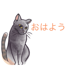 [LINEスタンプ] 猫の会話(朝の会話)