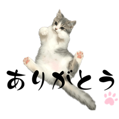 [LINEスタンプ] スコタム ー 子猫編