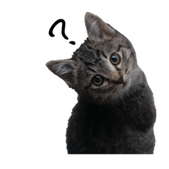 [LINEスタンプ] ねこのおこた兄弟