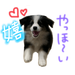 [LINEスタンプ] ボーダーコリー＆チワワ